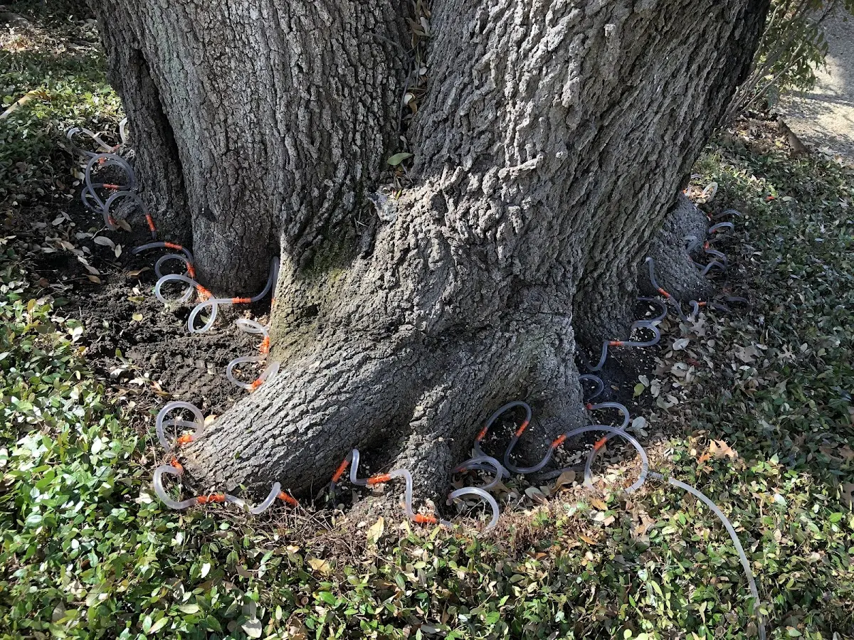 Detailed Tree Cabling and Bracing job site in Alamo