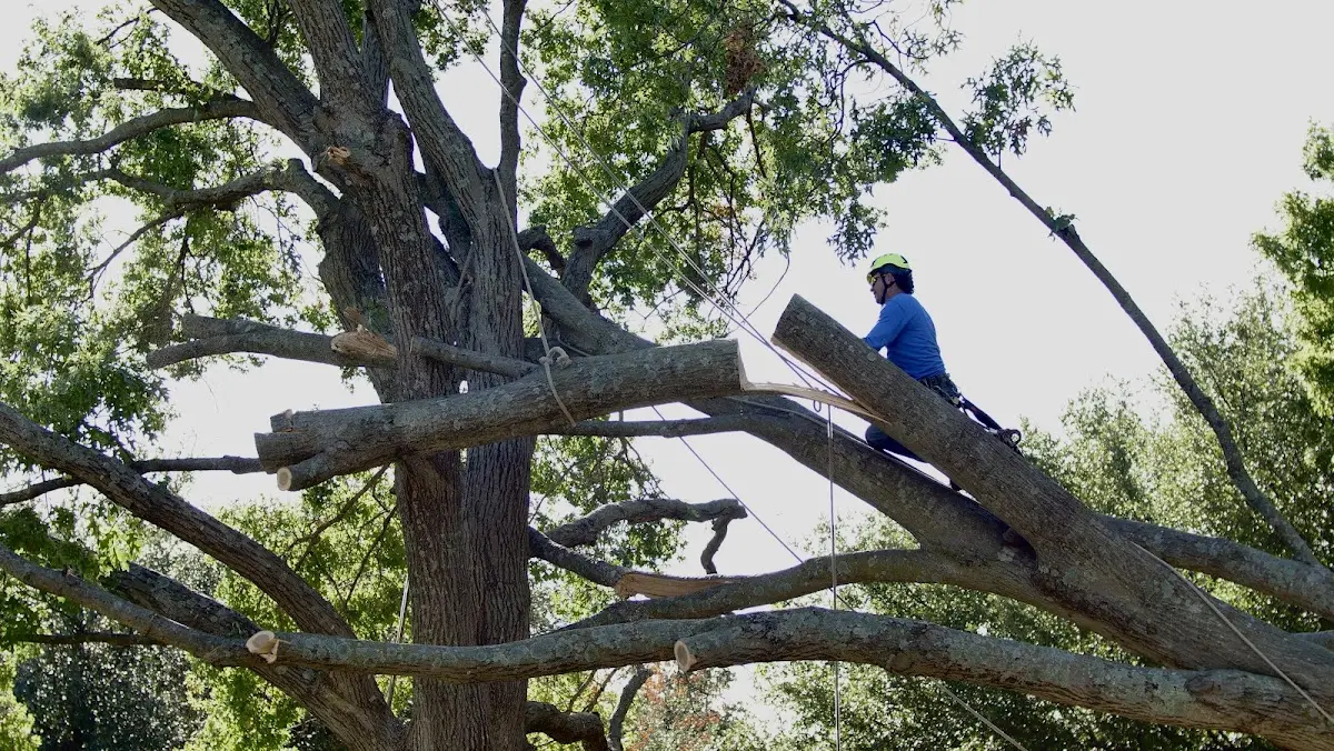 Professional Crown Thinning performed by certified arborists in Alamo